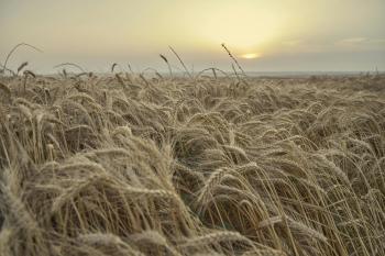 Fondo de Pantalla de pexels_30556704.jpg