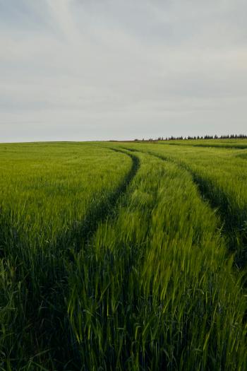 Fondo de Pantalla de pexels_30557024.jpg