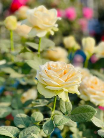 Fondo de Pantalla de pexels_30547680.jpg