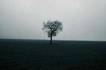 Fondo de Pantalla de pexels_30536413.jpg