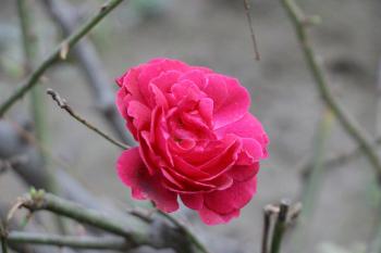 Fondo de Pantalla de pexels_30498168.jpg