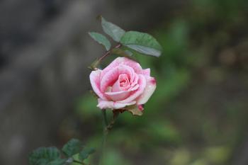 Fondo de Pantalla de pexels_30498174.jpg