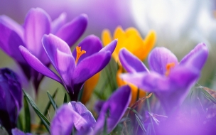 Purple crocuses