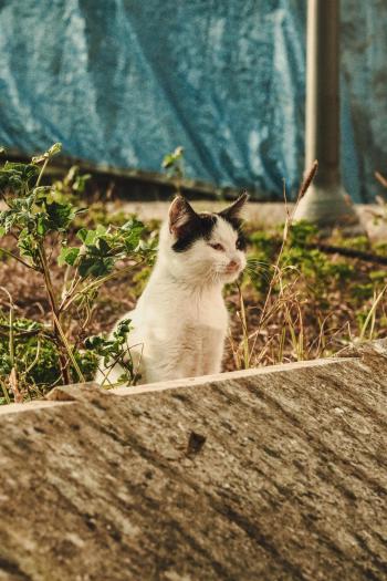 Fondo de Pantalla de pexels_30504364.jpg