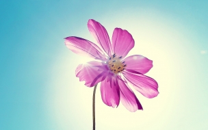 Purple magenta flower