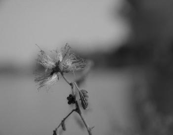 Fondo de Pantalla de pexels_30508841.jpg