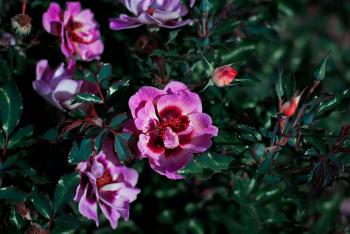 Fondo de Pantalla de pexels_30482828.jpg