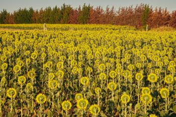 Fondo de Pantalla de pexels_30374639.jpg