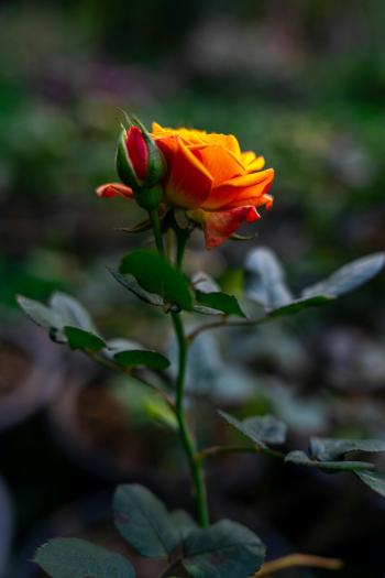 Fondo de Pantalla de pexels_30422169.jpg