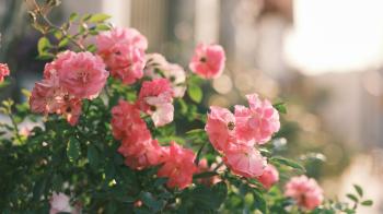 Fondo de Pantalla de pexels_30429439.jpg