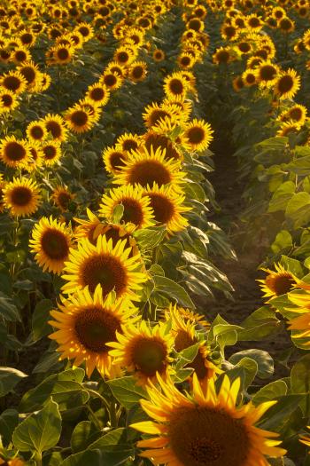 Fondo de Pantalla de pexels_30446401.jpg