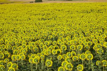 Fondo de Pantalla de pexels_30446737.jpg