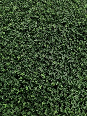 Fondo de Pantalla de pexels_30447484.jpg