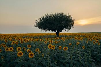 Fondo de Pantalla de pexels_30178542.jpg