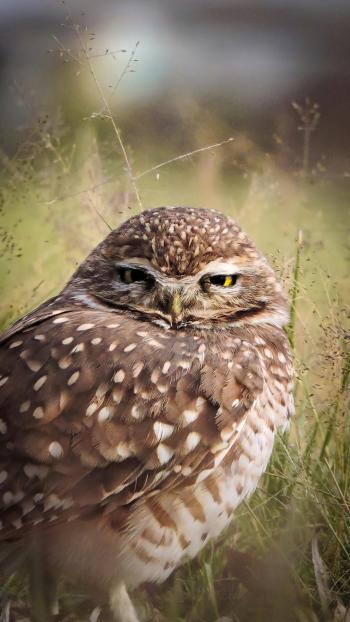 Fondo de Pantalla de pexels_29752184.jpg