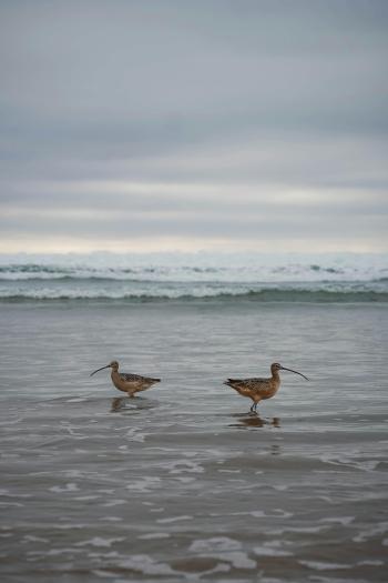 Fondo de Pantalla de pexels_29867474.jpg