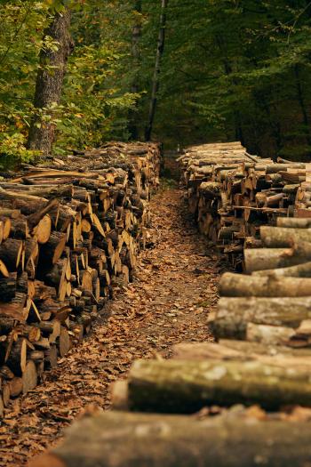 Fondo de Pantalla de pexels_29959514.jpg