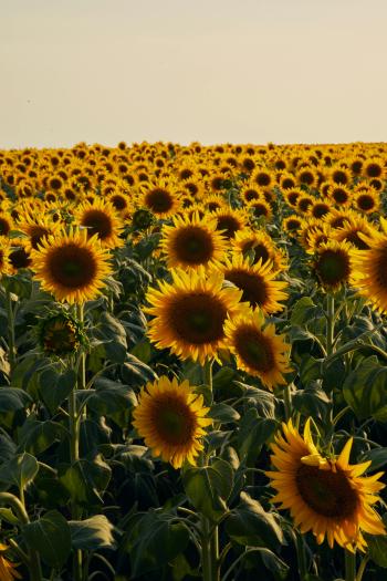 Fondo de Pantalla de pexels_29975682.jpg