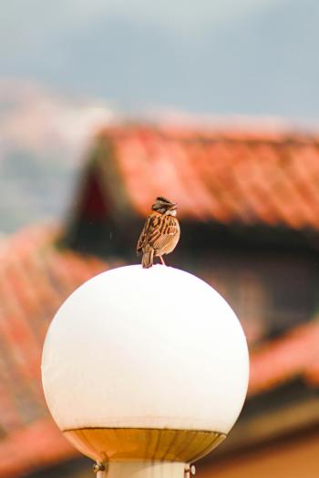 Fondo de Pantalla de pexels_29500265.jpg