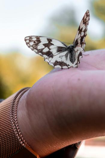 Fondo de Pantalla de pexels_2764295.jpg