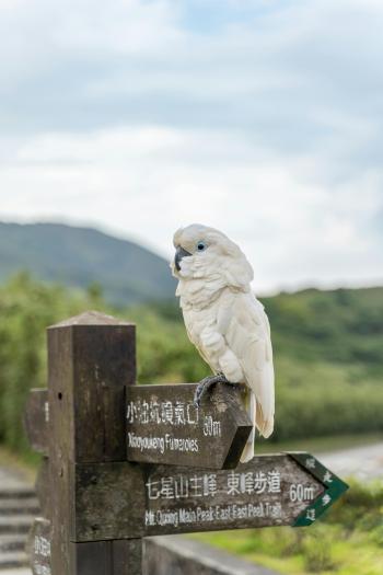 Fondo de Pantalla de pexels_25405325.jpg