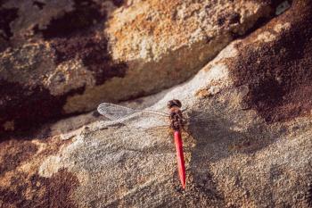 Fondo de Pantalla de pexels_23338864.jpg