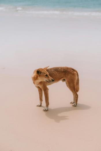 Fondo de Pantalla de pexels_26555814.jpg