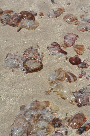 Fondo de Pantalla de pexels_26082649.jpg