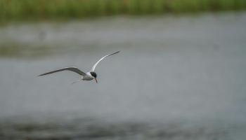 Fondo de Pantalla de pexels_21633286.jpg