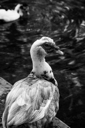 Fondo de Pantalla de pexels_21880017.jpg