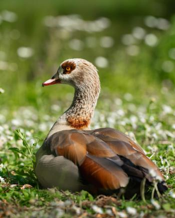 Fondo de Pantalla de pexels_21905631.jpg