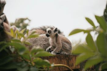 Fondo de Pantalla de pexels_25185743.jpg