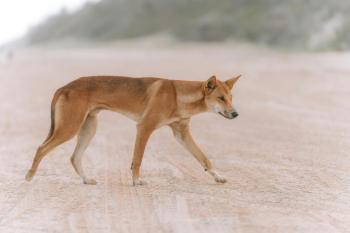 Fondo de Pantalla de pexels_20734567.jpg