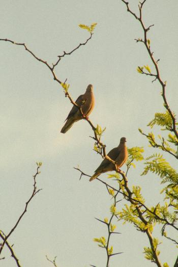 Fondo de Pantalla de pexels_18798069.jpg