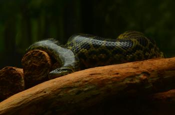 Fondo de Pantalla de pexels_18876661.jpg