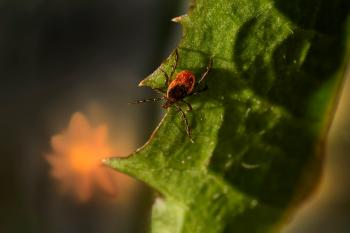 Fondo de Pantalla de pexels_19068832.jpg