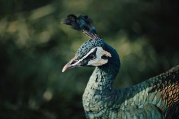 Fondo de Pantalla de pexels_19461380.jpg