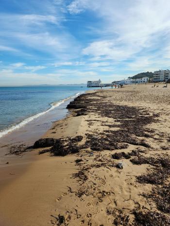 Fondo de Pantalla de pexels_19536162.jpg