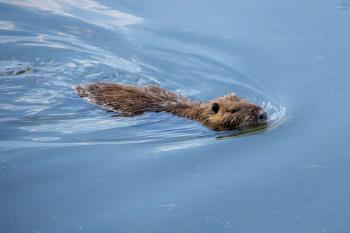 Fondo de Pantalla de pexels_14247317.jpg