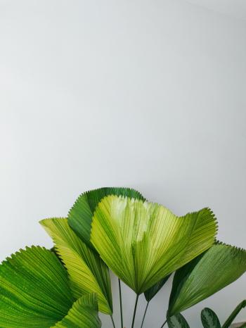 Fondo de Pantalla de pexels_13276952.jpg