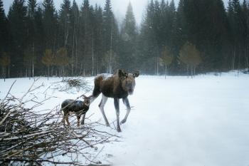 Fondo de Pantalla de pexels_11764469.jpg