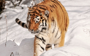 Fondo de pantalla tigre caminando en nieve