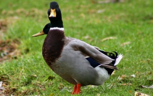 Fondo de pantalla patos observando