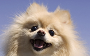 Fondo de pantalla de perrito