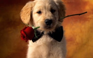 Wallpaper de perro enemorado