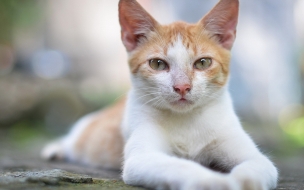 Fondo hd de hermoso gato