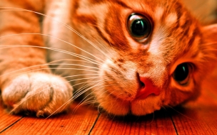 Fondo hd de gatito Jugando