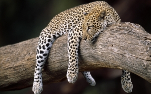 Fondo de pantalla leopardo descansando