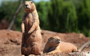 Ardilla de pié - Animales de la selva