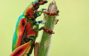 Pexels bambang suryadi